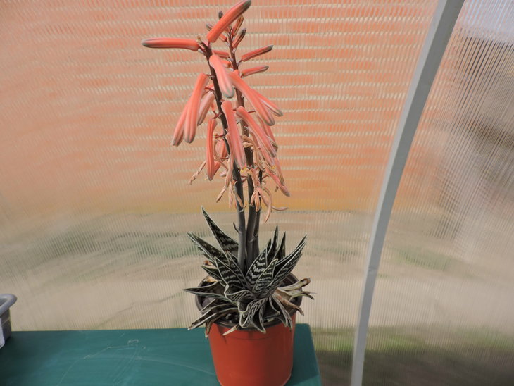 DSCN4104.jpg