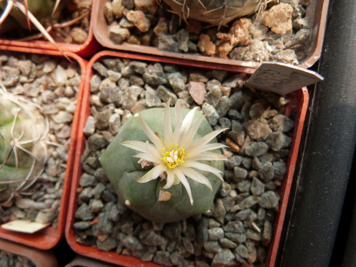 Lophophora fricii