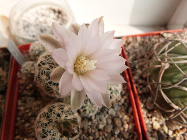 Gymnocalycium bruchii v.albispinum