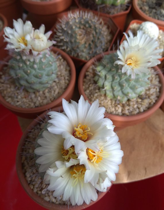 Strombocactus disciformis