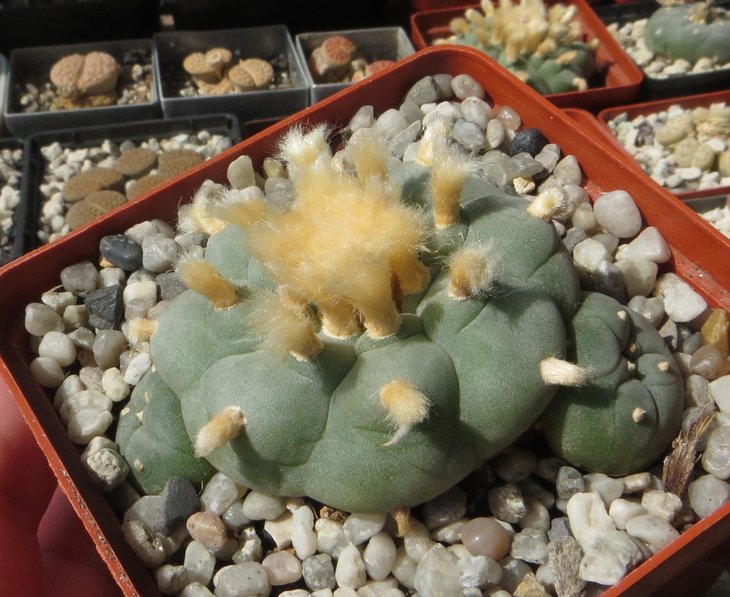 Lophophora williamsii v Rio Pecos