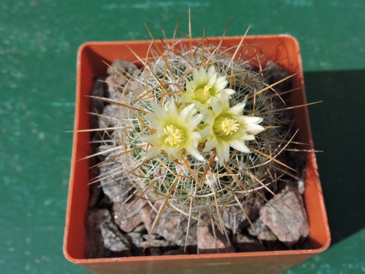 DSCN4224.jpg