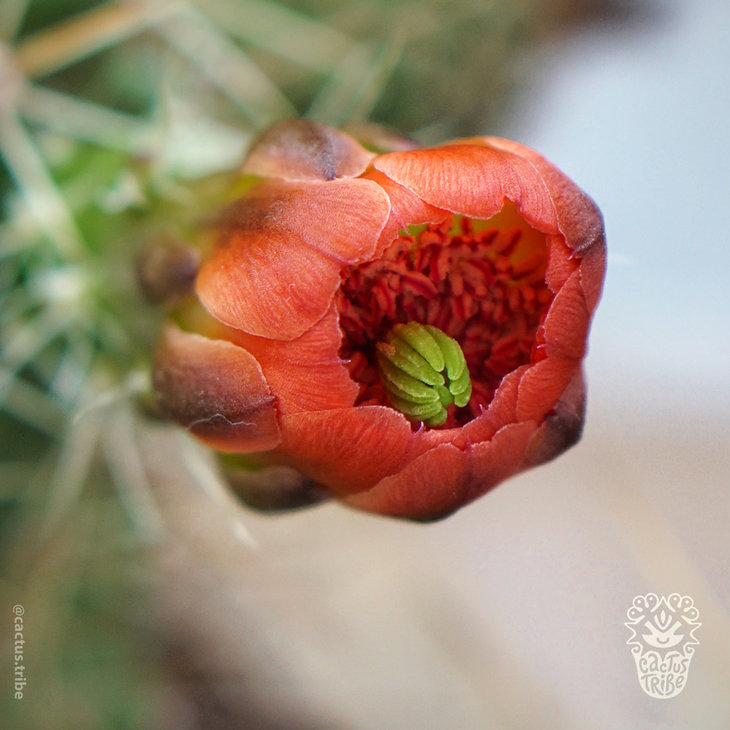 Echinocereus coccineus