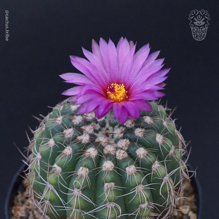 Parodia Werneri