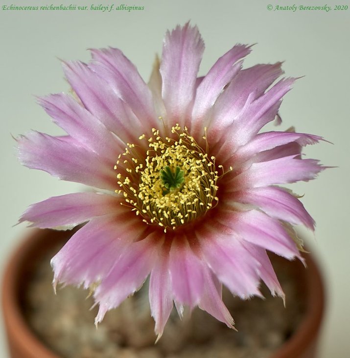 E. reichenbachii var. baileyi f. albispinus 2.jpg