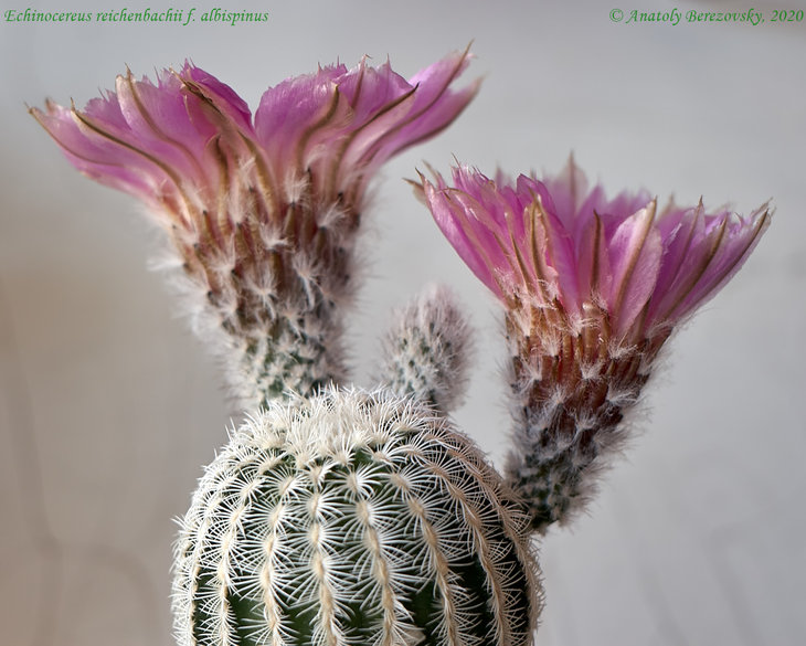E. reichenbachii f. albispinus SB 941 5.jpg