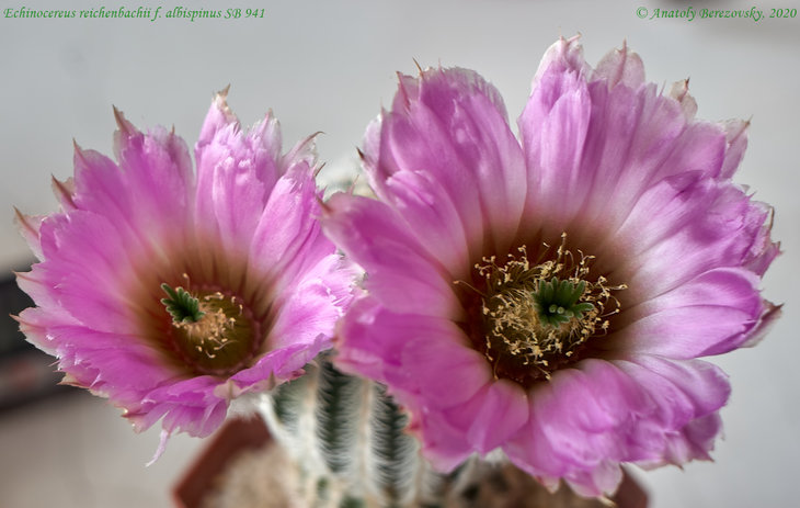 E. reichenbachii f. albispinus SB 941 4.jpg