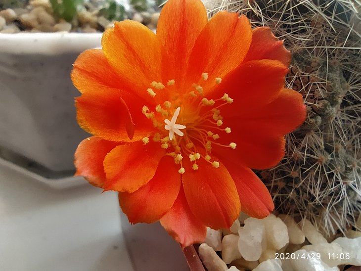 Rebutia senilis