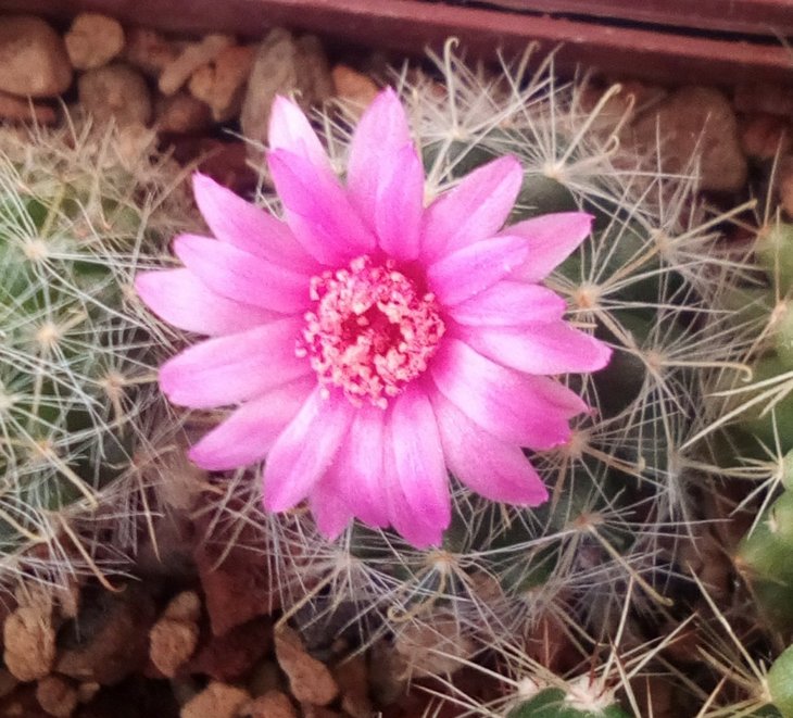 Mammillaria zielmanniana