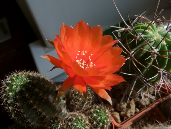 Lobivia arachnacantha v.nigra