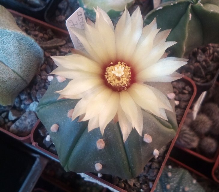 asterias v. nudum &quot;Fukuriyo&quot;