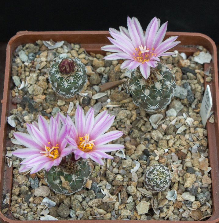 TURBINICARPUS_pseudomacrochele MZ 428 Bernal.jpg