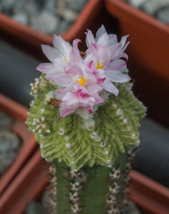 AZTEKIUM_ritterii_Piltz (1982)