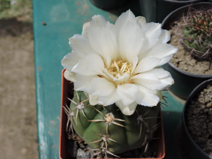 Gymnocalycium artigas