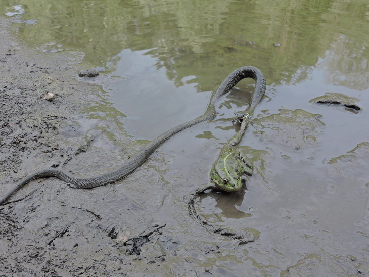 Вуж звичайний(Natrix natrix) і Жаба озерна(Pelophylax ridibundus)