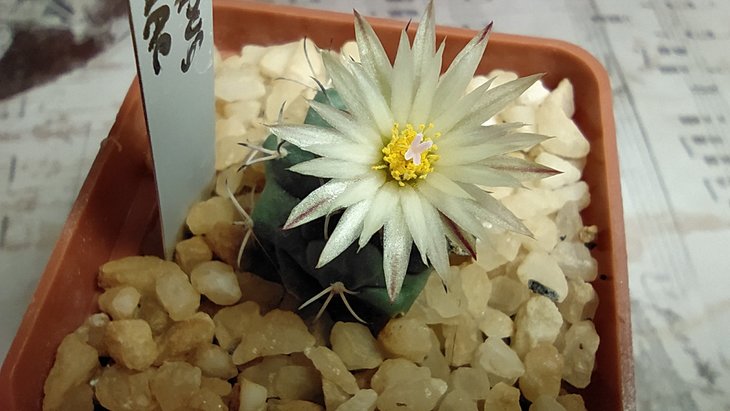 Turbinicarpus swobodae.
