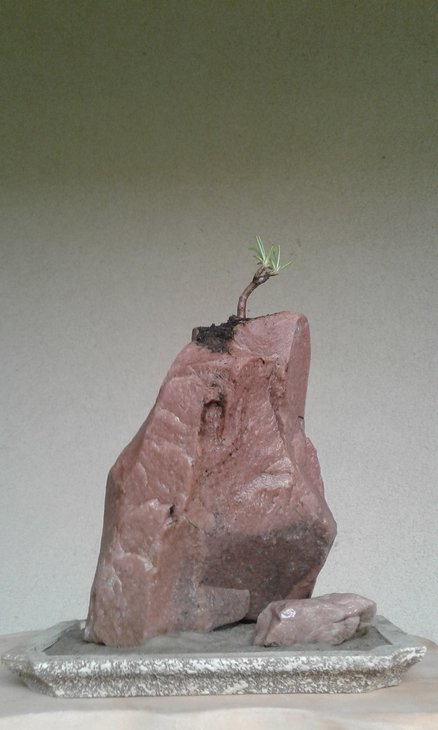 Talinum teretifolium