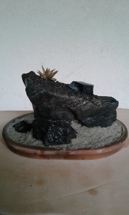 Haworthia angustifolia var. liliputana