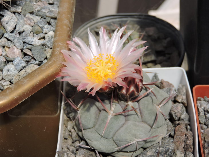 Thelocactus hexaedrophorus