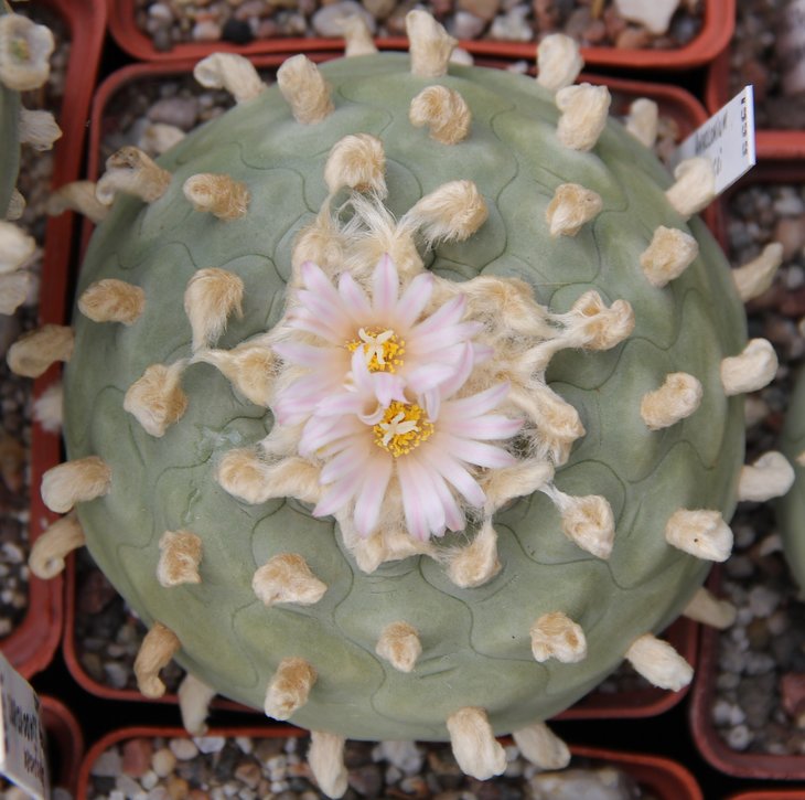 L. diffusa