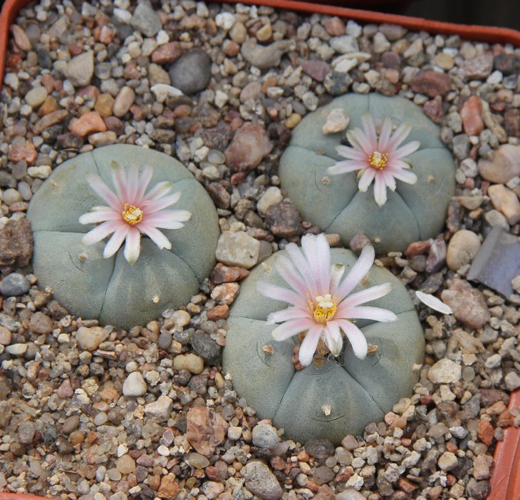 L.wiliamsii VZD032