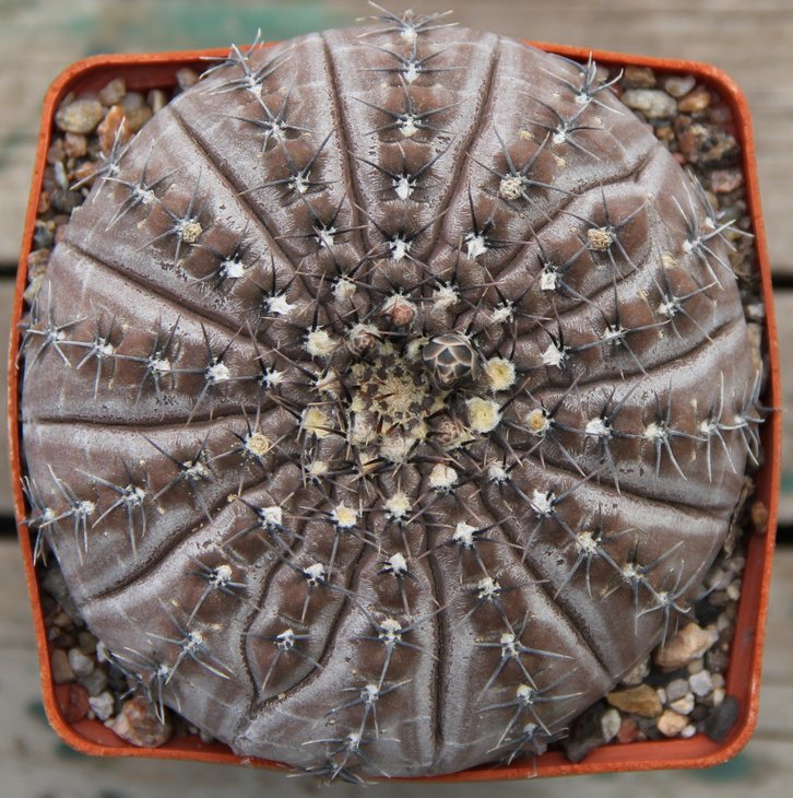 Gymnocalycium occultum JS196