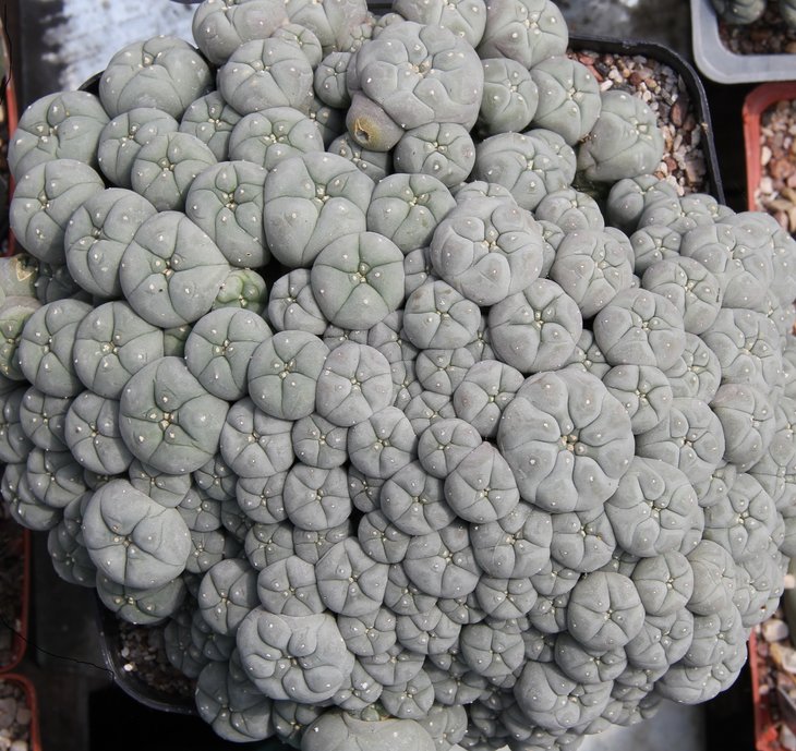 L.w.caespitosa