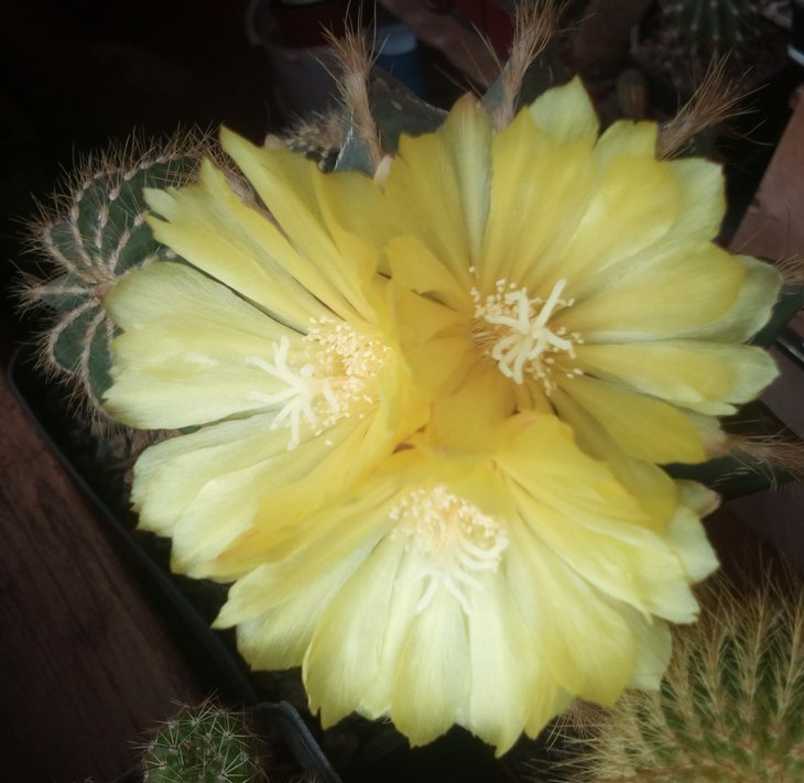 Eriocactus magnificus