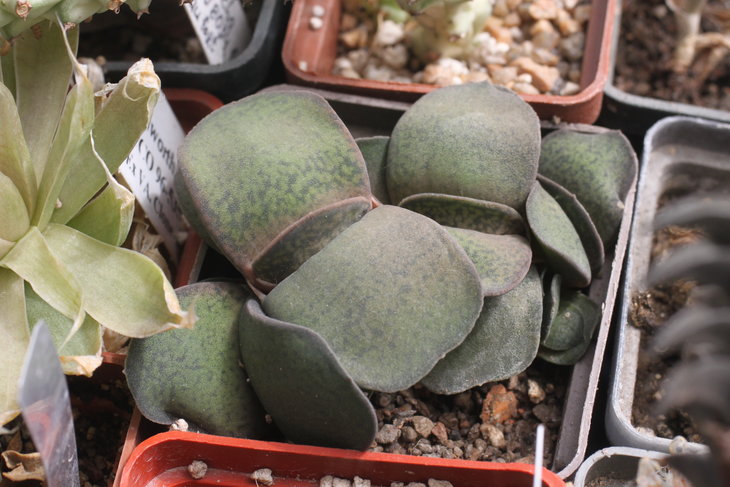 Gasteria brachyphylla var. bayeri (компактная форма)