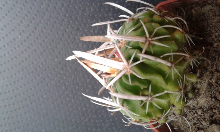 Stenocactus kellerianus, посів квітень 2016, субстрат - городна земля, промитий відсів граніту фракції до 1 мм. ( 50 : 50 )