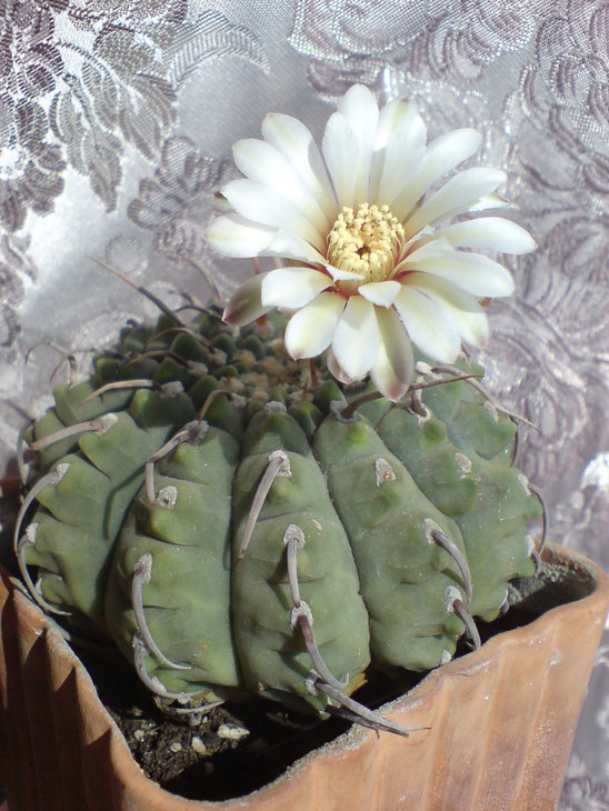 DSC00012-v3.jpg