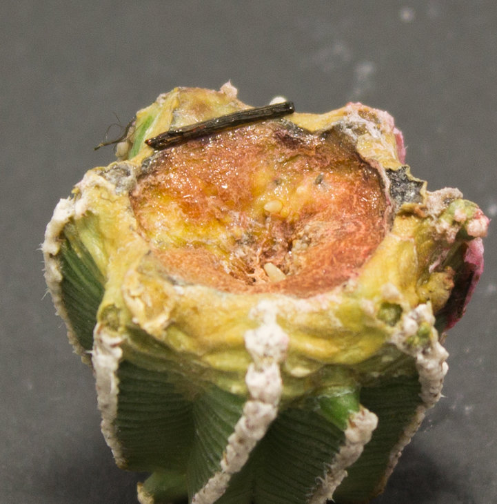 5.3_A.hintonii_Piltz (3076)_2.3