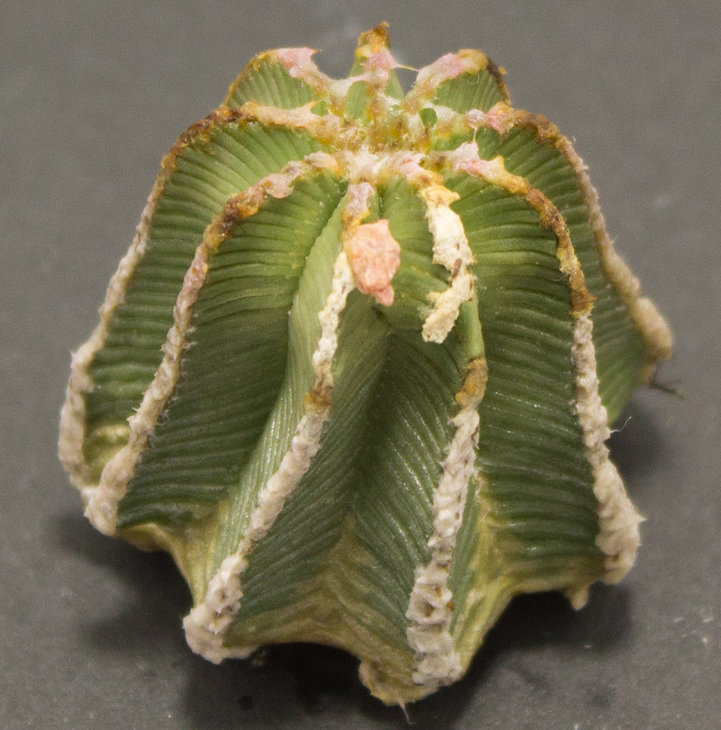 5.3_A.hintonii_Piltz (3076)_2.1