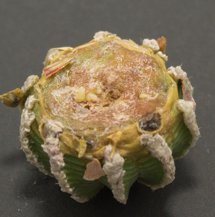 5.3_A.hintonii_Piltz (3076)_1.2