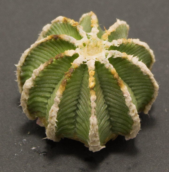 5.3_A.hintonii_Piltz (3076)_1.1