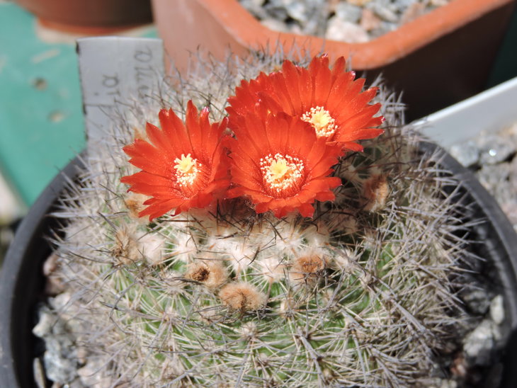 Parodia uligiana