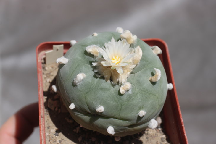 Lophophora diffusa
