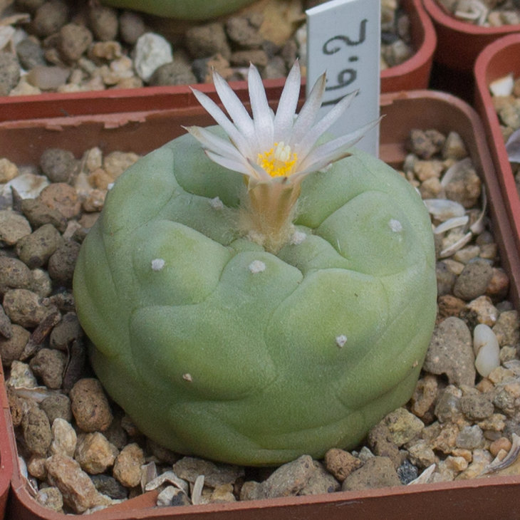 L.diffusa, KKR 275, Vizaron 88km, Querétaro