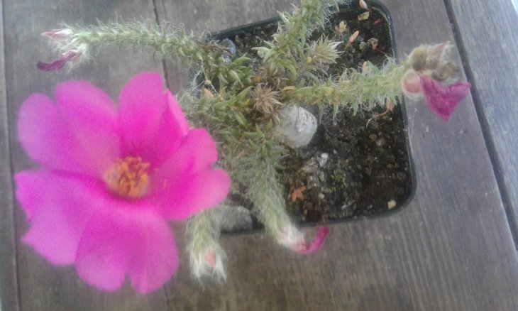 Portulaca eruca