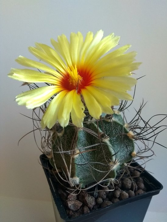 Astrophytum capricorne v. minor