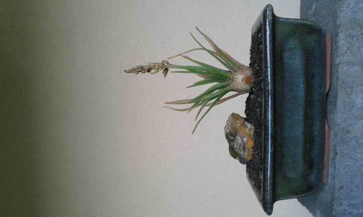 Aloe bowiea