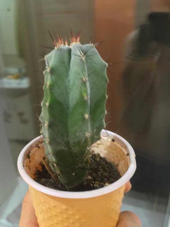 Myrtillocactus Geometrizans або Stenocereus Pruinosus