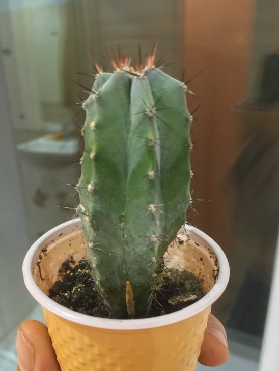 Myrtillocactus Geometrizans або Stenocereus Pruinosus