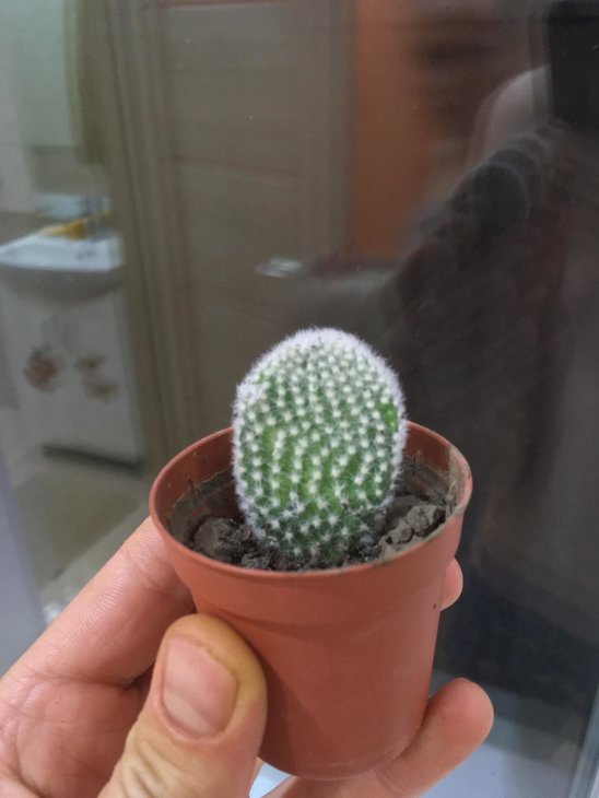 Opuntia Microdasys