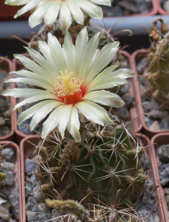 H.setispinus