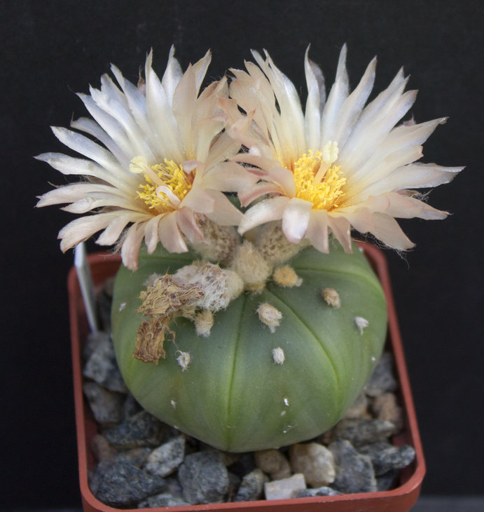 A.asterias Ooibo nudum_семена Самогородского Дмитрия