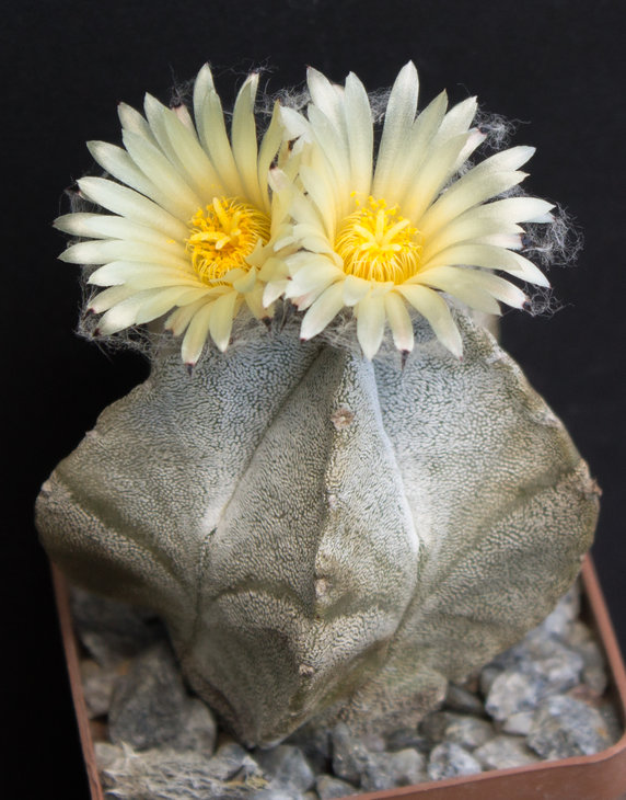 A.myriostigma v. potosinum P466 Noria de Las Flores, SLP_Piltz