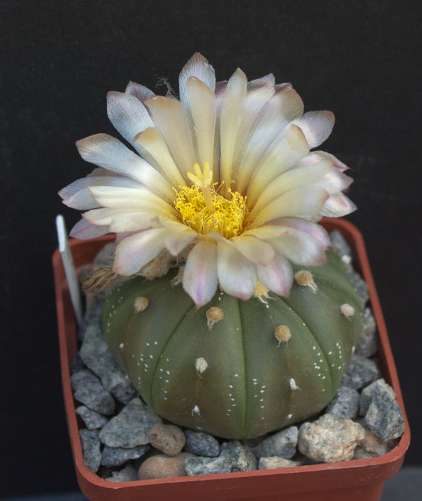 A.asterias v.nudum_из семян Червинко Сергея