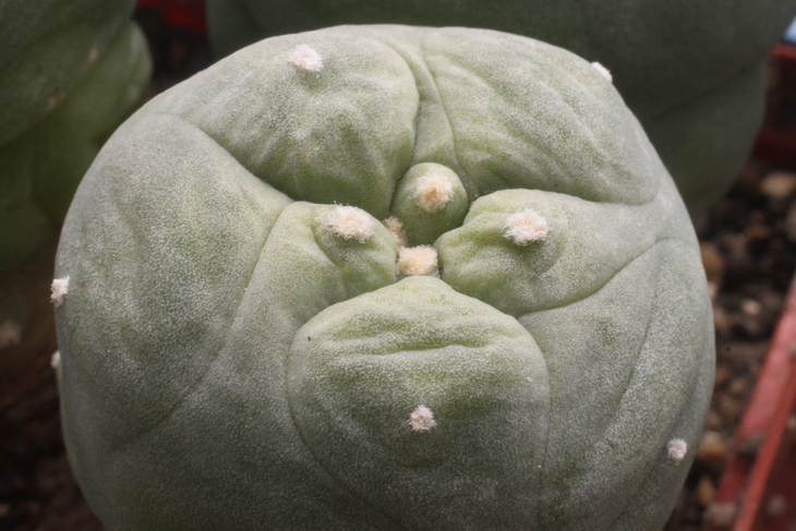 Lophophora diffusa cv. Dekapai Suikan