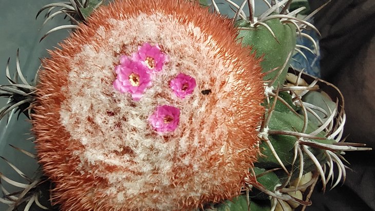 Melocactus matanzanus.